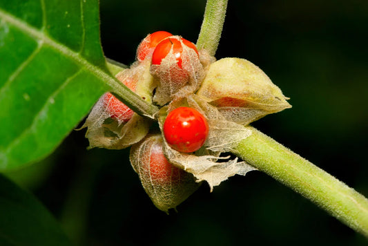 What is Ashwagandha? Full Information, Usage, Benefits, and Side Effects